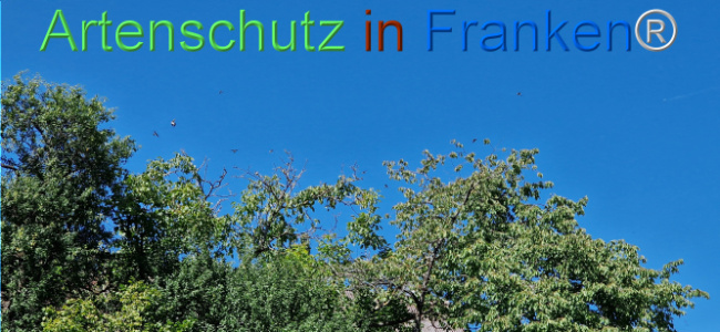 © Artenschutz in Franken® Bild zum Eintrag (1110320-160)