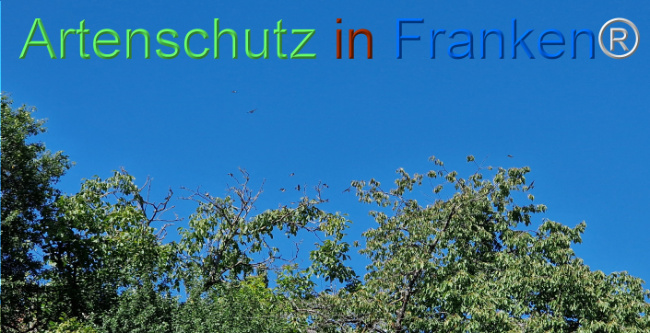 © Artenschutz in Franken® Bild zum Eintrag (1110321-160)