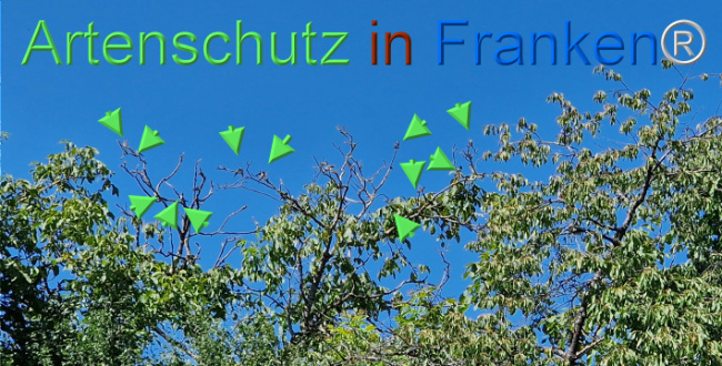 © Artenschutz in Franken® Bild zum Eintrag (1110322-160)
