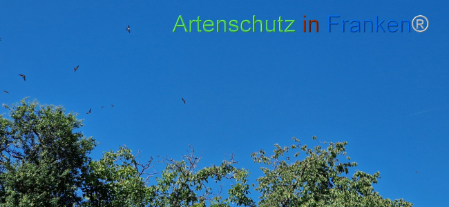 © Artenschutz in Franken® Bild zum Eintrag (1110326-160)