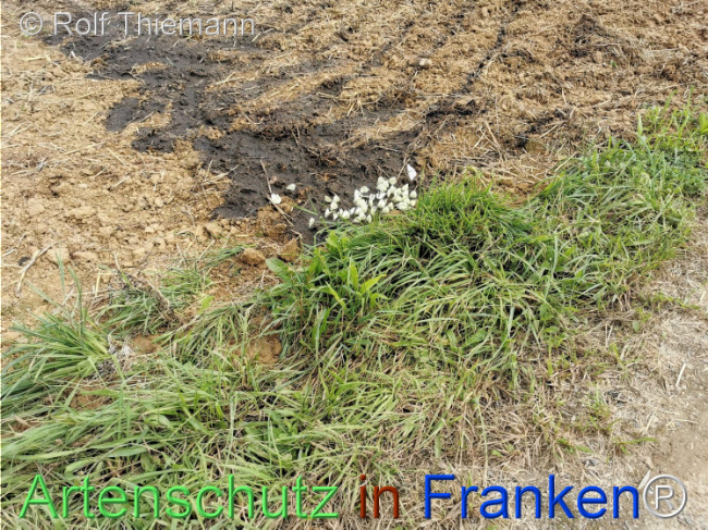 © Artenschutz in Franken® / Rolf Thiemann Bild zum Eintrag (1110756-160)