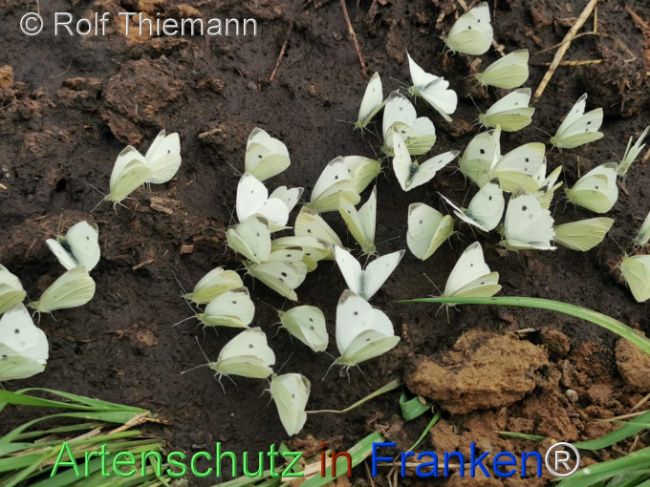 © Artenschutz in Franken® / Rolf Thiemann Bild zum Eintrag (1110757-160)