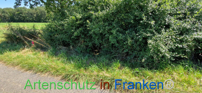 © Artenschutz in Franken® Bild zum Eintrag (1111439-160)