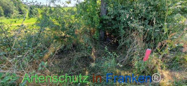 © Artenschutz in Franken® Bild zum Eintrag (1111440-160)