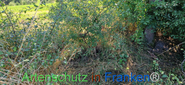 © Artenschutz in Franken® Bild zum Eintrag (1111441-160)