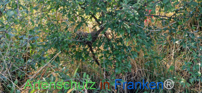© Artenschutz in Franken® Bild zum Eintrag (1111442-160)