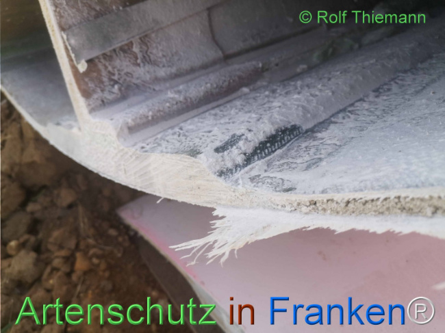 © Artenschutz in Franken® / Rolf Thiemann Bild zum Eintrag (1111472-160)