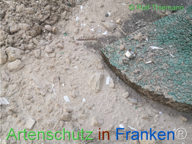 © Artenschutz in Franken® / Rolf Thiemann Bild zum Eintrag (1111473-160)
