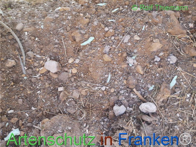 © Artenschutz in Franken® / Rolf Thiemann Bild zum Eintrag (1111474-160)