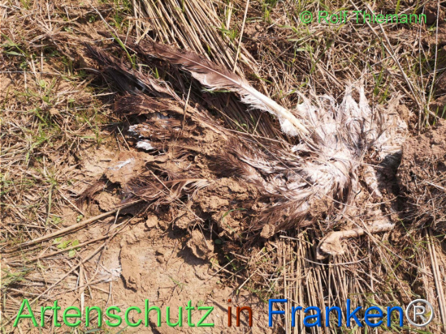 © Artenschutz in Franken® / Rolf Thiemann Bild zum Eintrag (1111479-160)