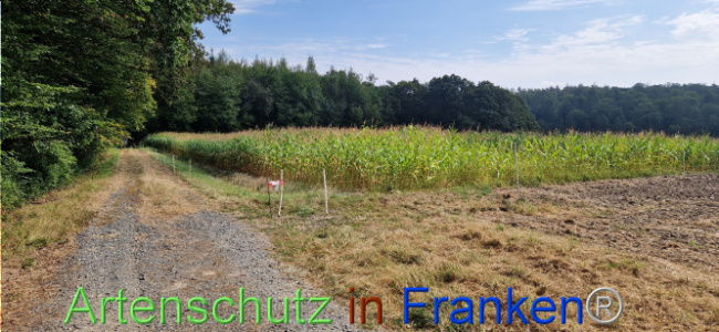 © Artenschutz in Franken® Bild zum Eintrag (1112004-160)