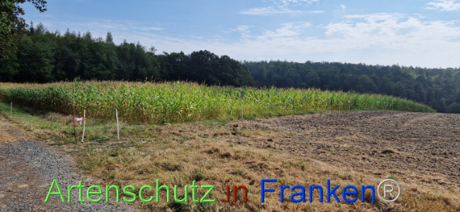 © Artenschutz in Franken® Bild zum Eintrag (1112005-160)