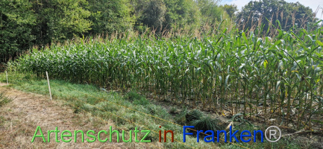 © Artenschutz in Franken® Bild zum Eintrag (1112007-160)