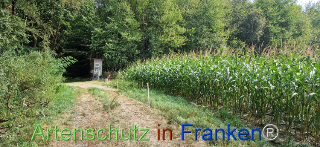 © Artenschutz in Franken® Bild zum Eintrag (1112008-160)