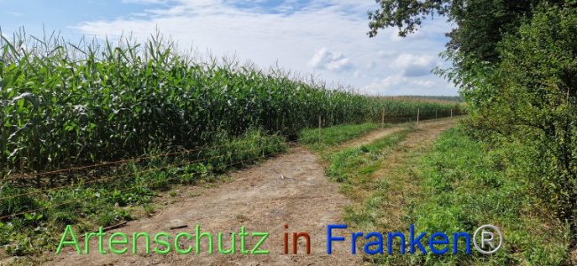 © Artenschutz in Franken® Bild zum Eintrag (1112009-160)
