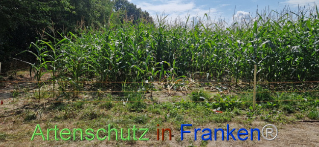 © Artenschutz in Franken® Bild zum Eintrag (1112012-160)