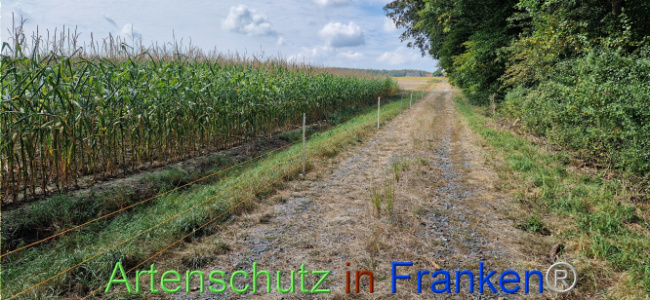 © Artenschutz in Franken® Bild zum Eintrag (1112014-160)