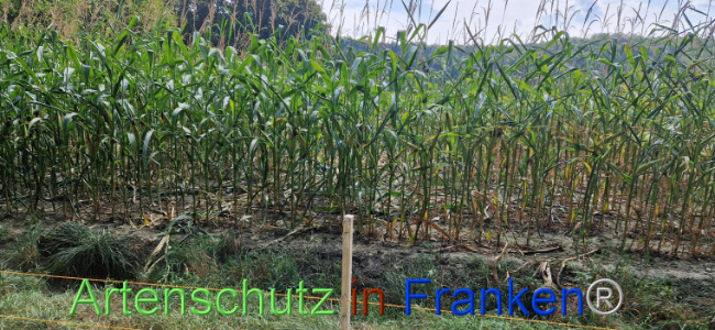 © Artenschutz in Franken® Bild zum Eintrag (1112017-160)