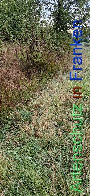 © Artenschutz in Franken® Bild zum Eintrag (1112629-160)