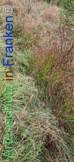 © Artenschutz in Franken® Bild zum Eintrag (1112630-160)