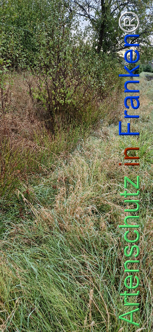 © Artenschutz in Franken® Bild zum Eintrag (1112631-160)