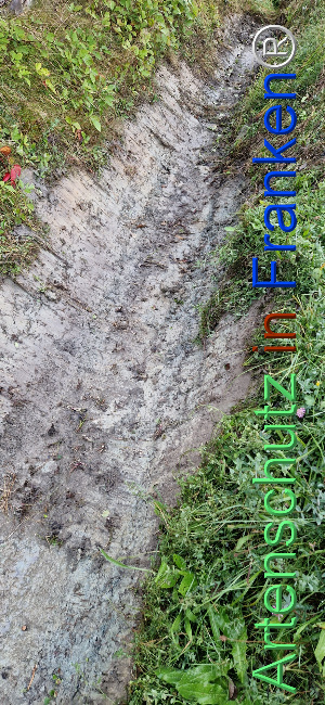 © Artenschutz in Franken® Bild zum Eintrag (1112636-160)