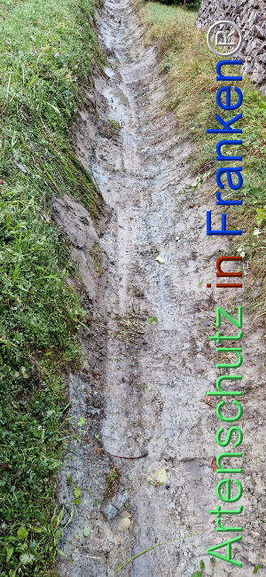 © Artenschutz in Franken® Bild zum Eintrag (1112637-160)