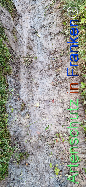 © Artenschutz in Franken® Bild zum Eintrag (1112639-160)