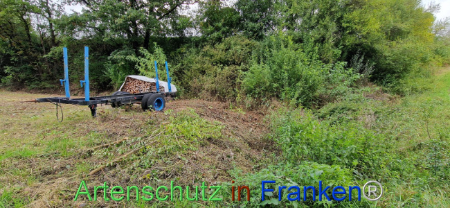 © Artenschutz in Franken® Bild zum Eintrag (1112904-160)