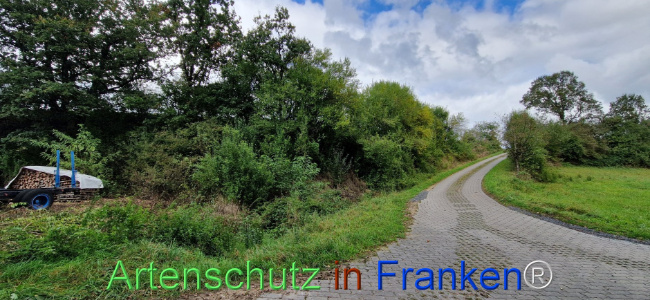 © Artenschutz in Franken® Bild zum Eintrag (1112907-160)