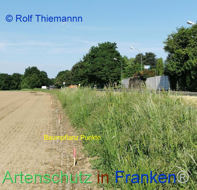 © Artenschutz in Franken® / Rolf Thiemann Bild zum Eintrag (1113070-160)