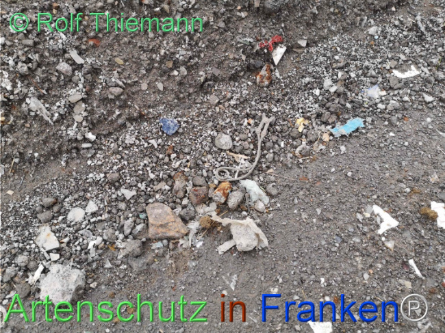 © Artenschutz in Franken® / Rolf Thiemann Bild zum Eintrag (1113163-160)