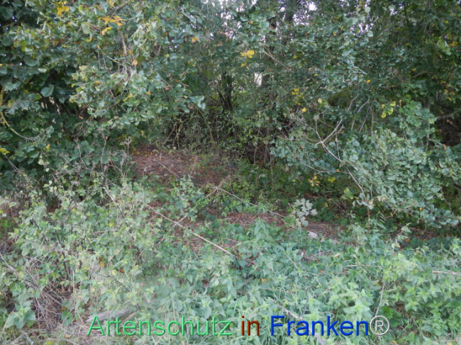 © Artenschutz in Franken® Bild zum Eintrag (1113289-160)