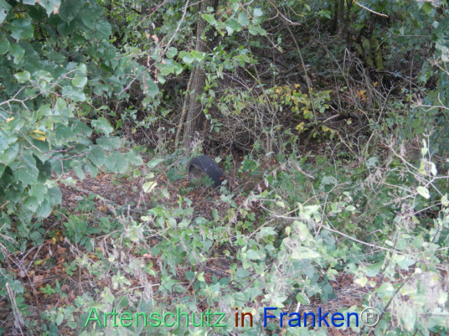 © Artenschutz in Franken® Bild zum Eintrag (1113290-160)