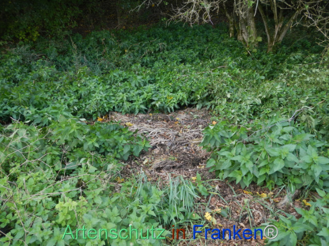 © Artenschutz in Franken® Bild zum Eintrag (1113291-160)