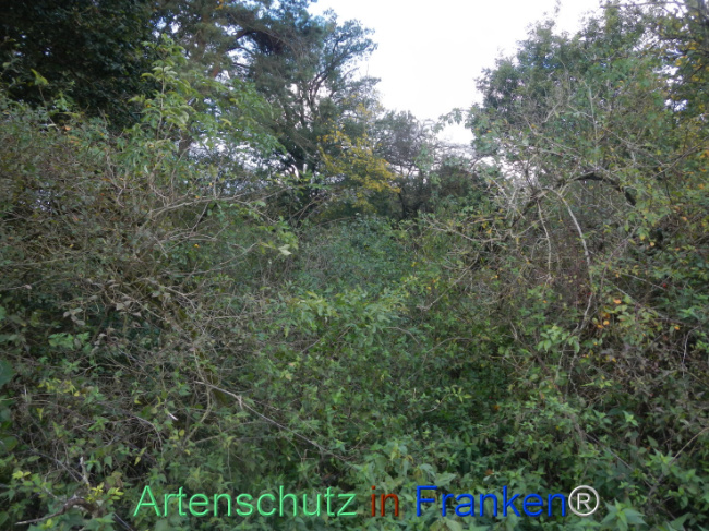 © Artenschutz in Franken® Bild zum Eintrag (1113292-160)