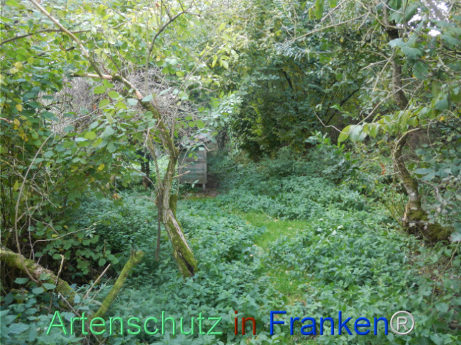 © Artenschutz in Franken® Bild zum Eintrag (1113293-160)