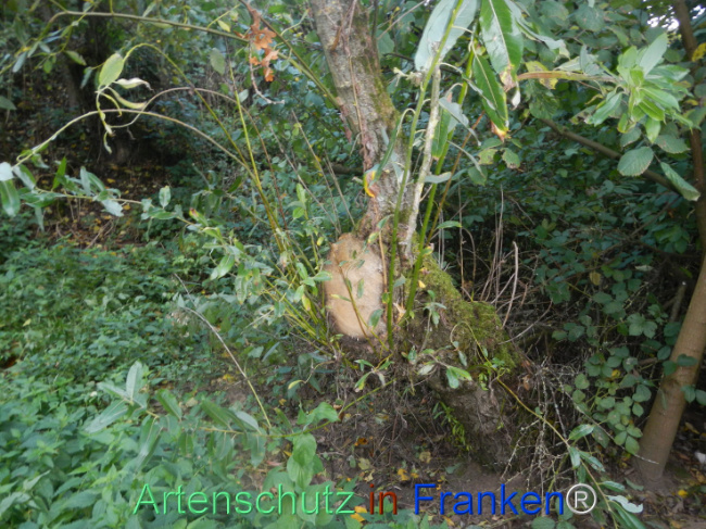 © Artenschutz in Franken® Bild zum Eintrag (1113295-160)