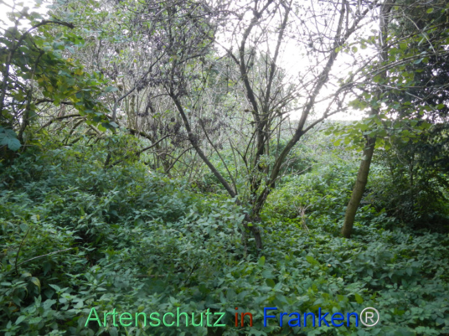© Artenschutz in Franken® Bild zum Eintrag (1113296-160)