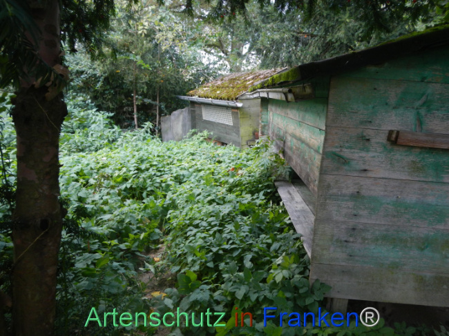 © Artenschutz in Franken® Bild zum Eintrag (1113297-160)