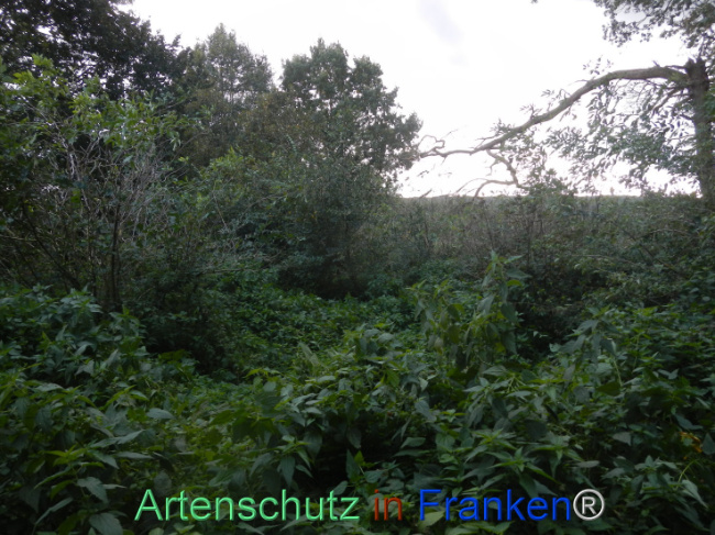 © Artenschutz in Franken® Bild zum Eintrag (1113299-160)