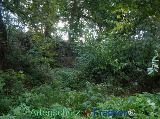 © Artenschutz in Franken® Bild zum Eintrag (1113300-160)
