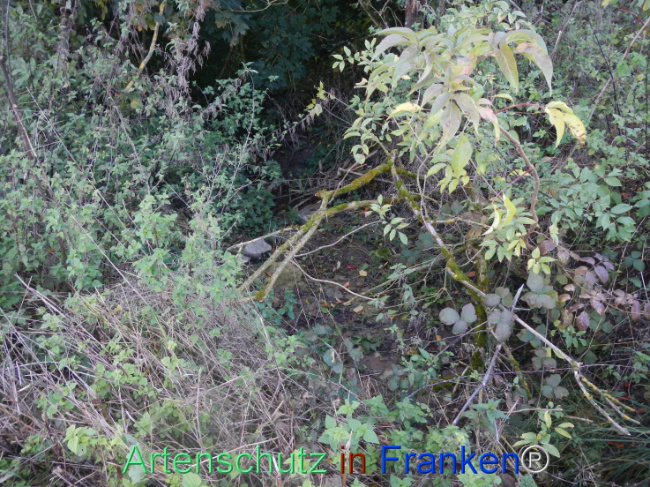 © Artenschutz in Franken® Bild zum Eintrag (1113301-160)
