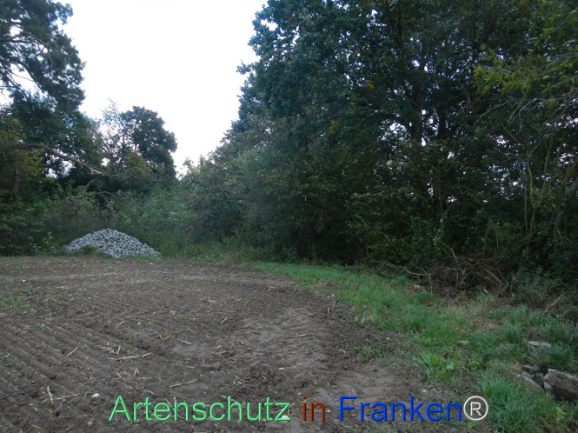 © Artenschutz in Franken® Bild zum Eintrag (1113303-160)