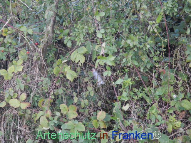 © Artenschutz in Franken® Bild zum Eintrag (1113304-160)