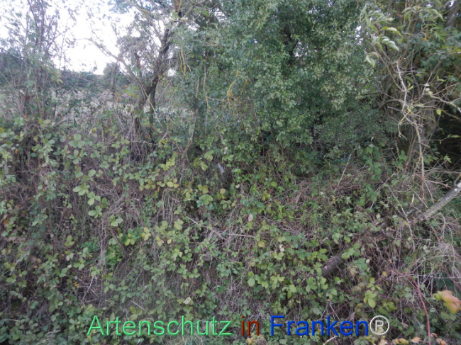 © Artenschutz in Franken® Bild zum Eintrag (1113305-160)