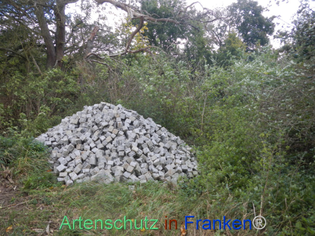 © Artenschutz in Franken® Bild zum Eintrag (1113306-160)