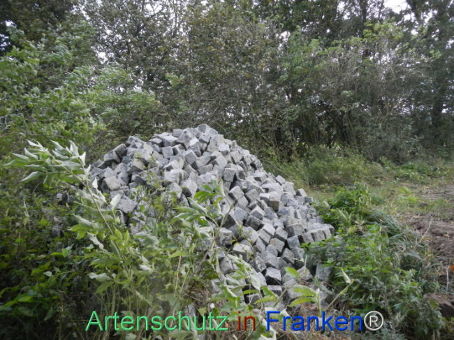 © Artenschutz in Franken® Bild zum Eintrag (1113307-160)