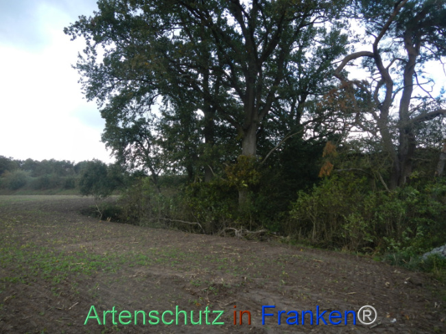 © Artenschutz in Franken® Bild zum Eintrag (1113308-160)