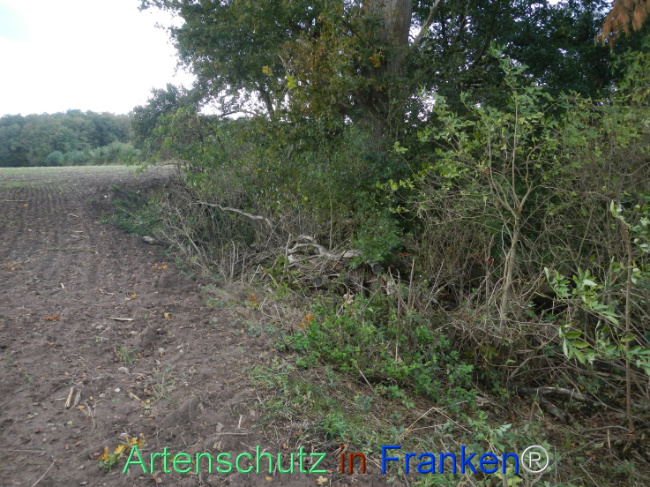 © Artenschutz in Franken® Bild zum Eintrag (1113309-160)
